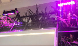 Grow lights for indoor plants