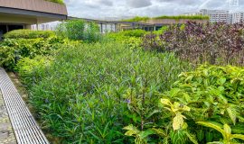 Intensive Green Roof - Therapeutic Roof Garden