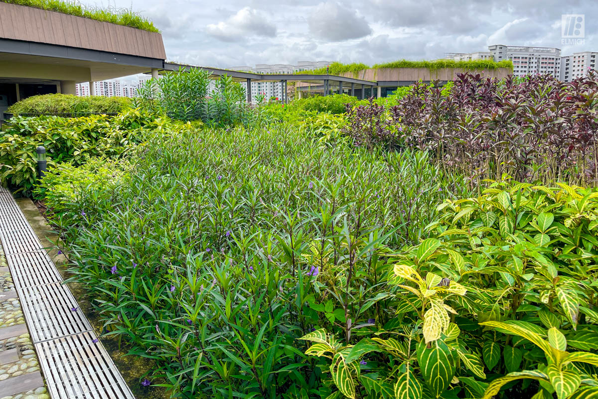 Intensive Green Roof - Therapeutic Garden