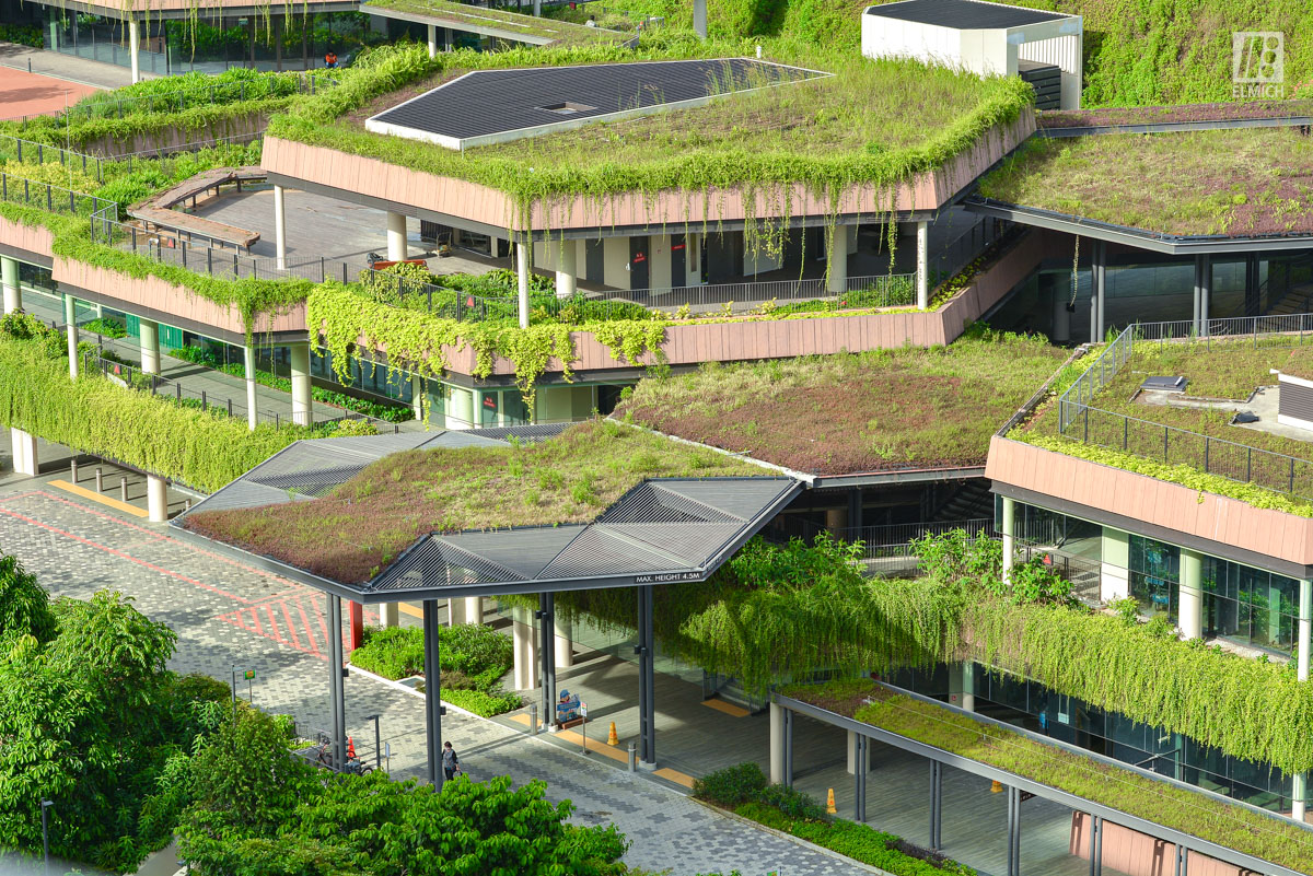 Extensive Green Roof - Green Building - Pick-up/Drop-off Point Shelter