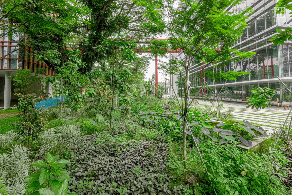Punggol Digital District | SIT Punggol | Sky & Roof Gardens | Rain Gardens | Fire Engine Accessway