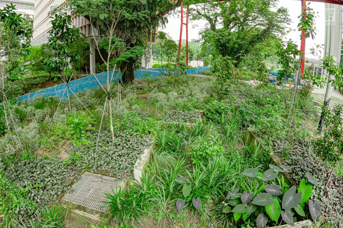 Punggol Digital District | SIT Punggol | Sky & Roof Gardens | Rain Gardens | Fire Engine Accessway