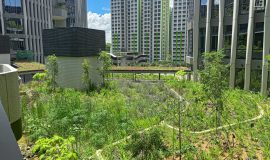 Punggol Digital District | SIT Punggol | Sky & Roof Gardens | Rain Gardens | Fire Engine Accessway